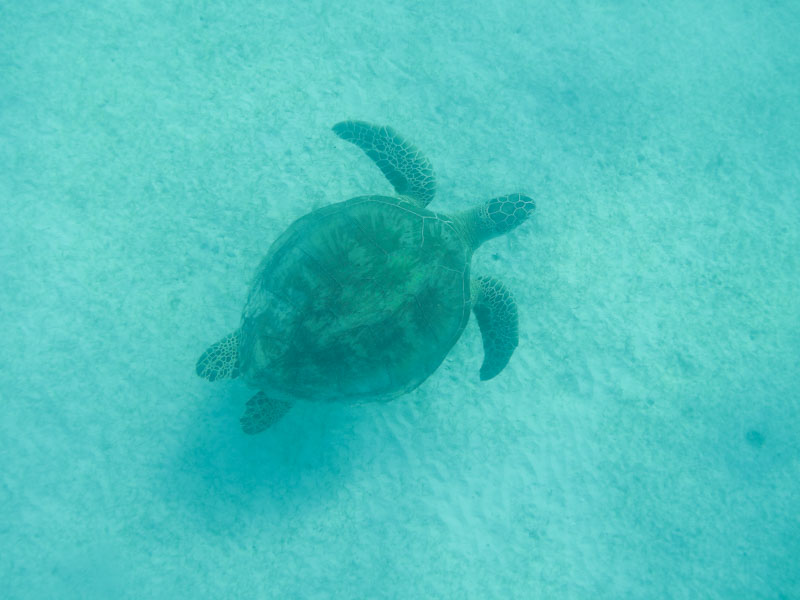 Tortuga en las Islas Perhentian