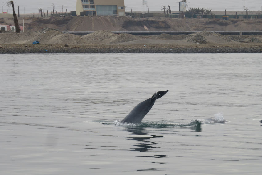Delfines en la Bahía de Paracas