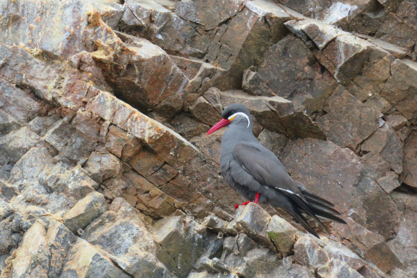Detalle Islas Ballestas