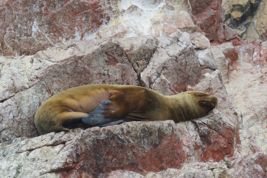 Islas Ballestas 4