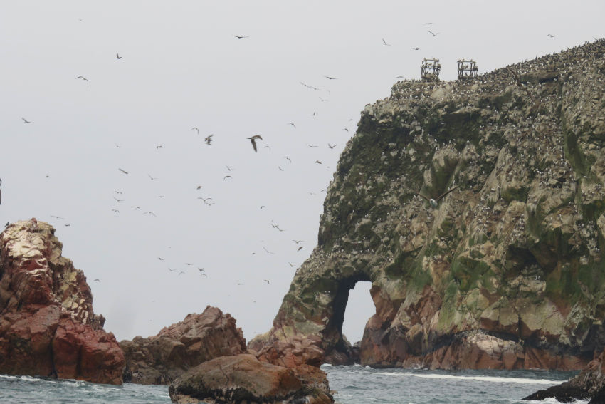 La increible vida de las Islas Ballestas