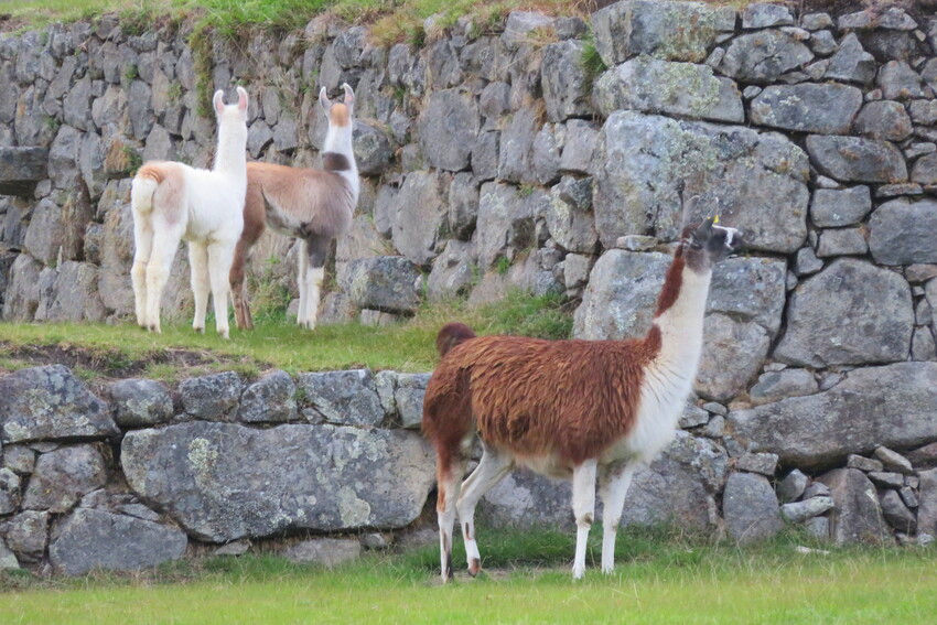 Llamas en Machu Picchu