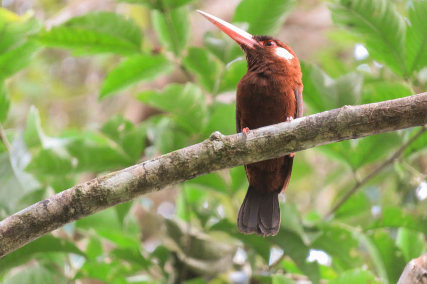 Amazon Lodge Iquitos