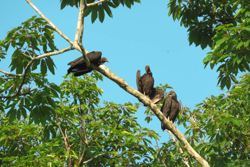 Aves carroñeras
