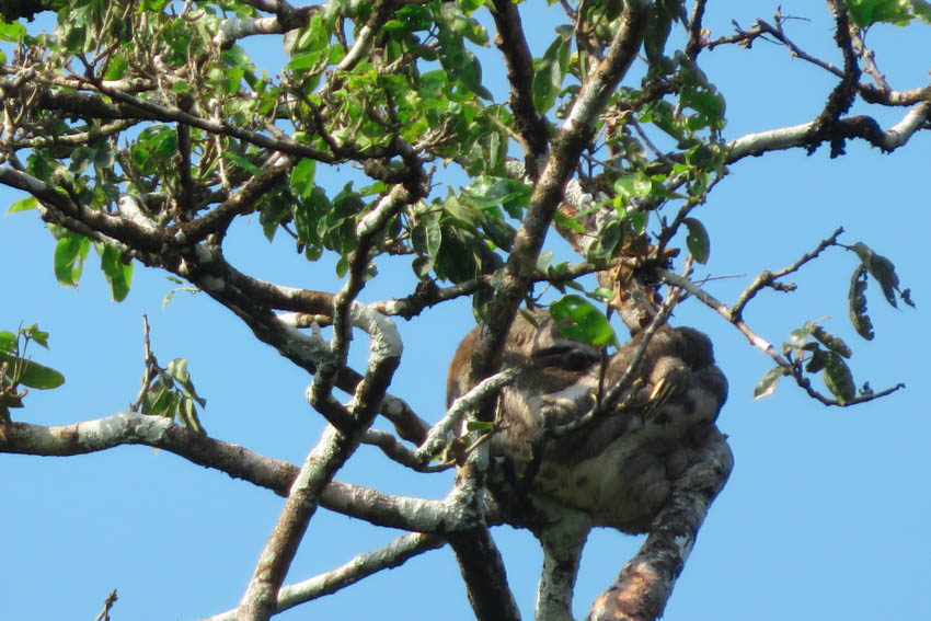 Oso perezoso del Amazonas peruano 2