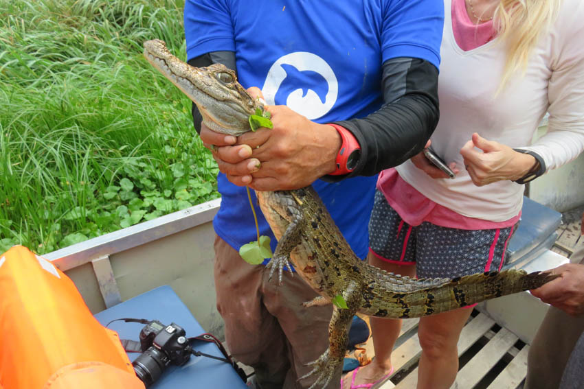 Albino, nuestro guía, sujeta un caiman