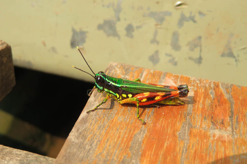 Imágenes del Amazonas 2