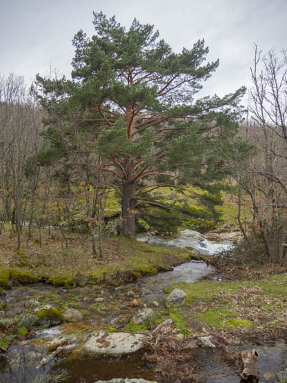En plena naturaleza de la Sierra de Guadarrama