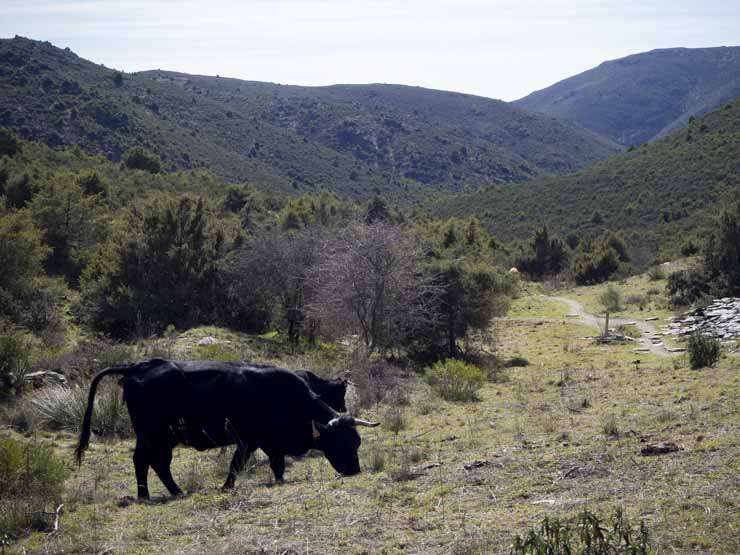 Ganado, durante la ruta al Cancho de la Cabeza