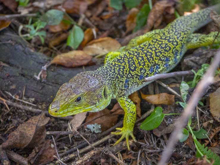Lagarto ocelado de las Islas Cíes