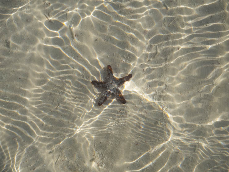 Estrella de Mar