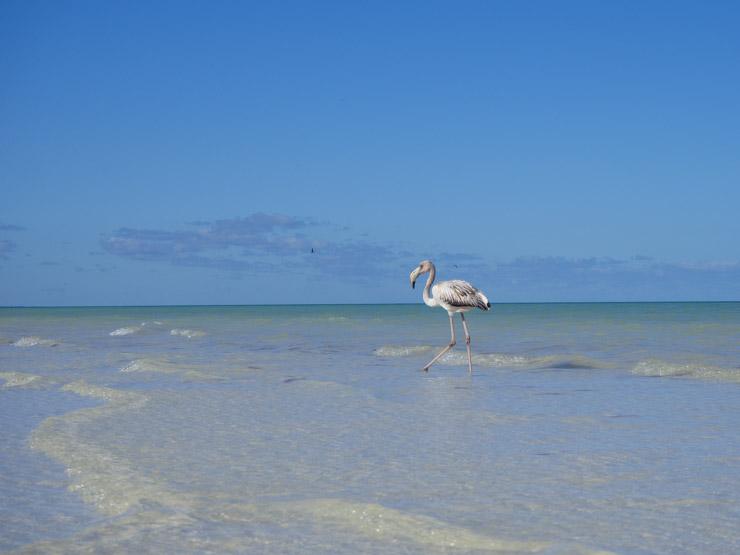 Tours guiados desde Riviera Maya en un día: Holbox