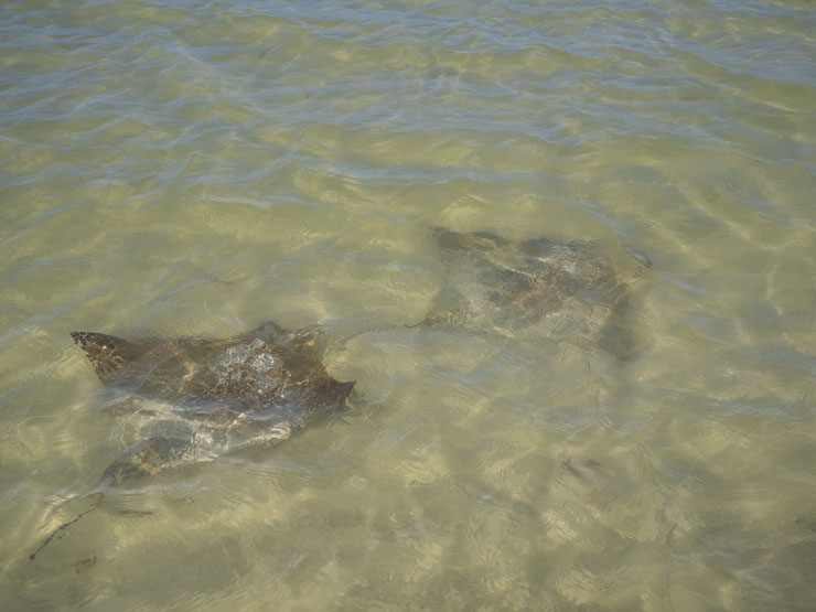 Qué hacer en Holbox: mantarrayas