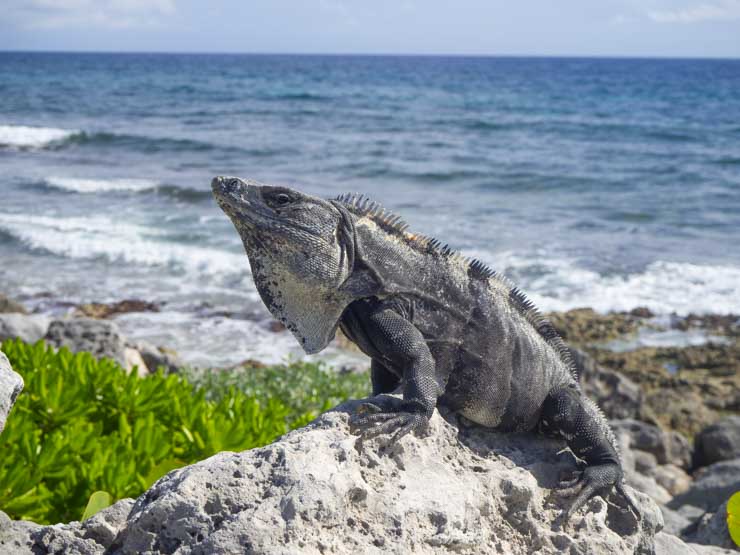 Por todo el complejo de TRS veréis Iguanas.