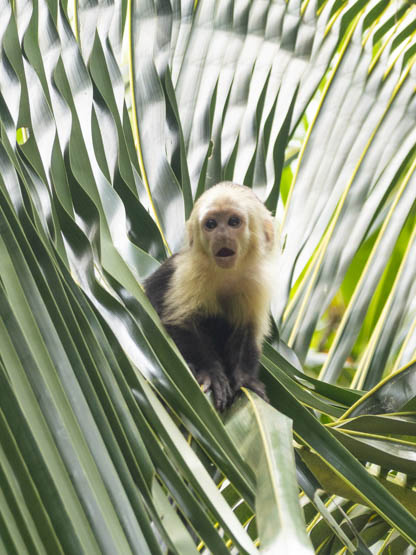 Un pequeño mono cara blanca en el PN Cahuita