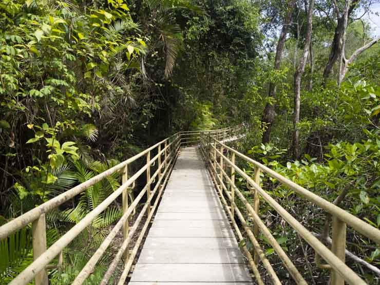 Sendero elevado el Manglar