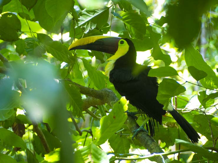 Tucán, Parque Nacional Manuel Antonio