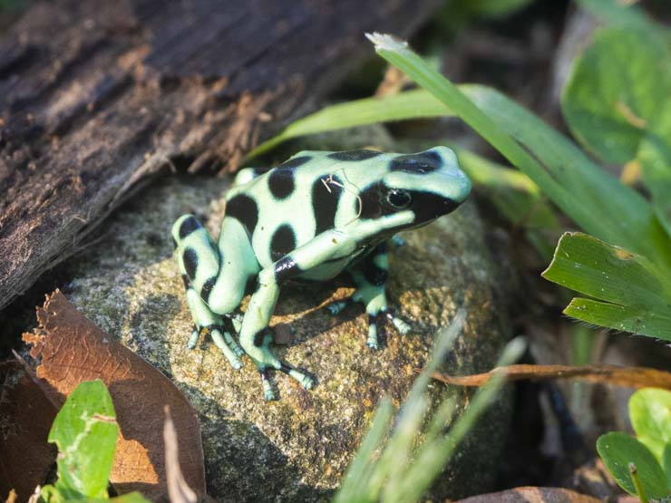Rana Dardo en Costa Rica