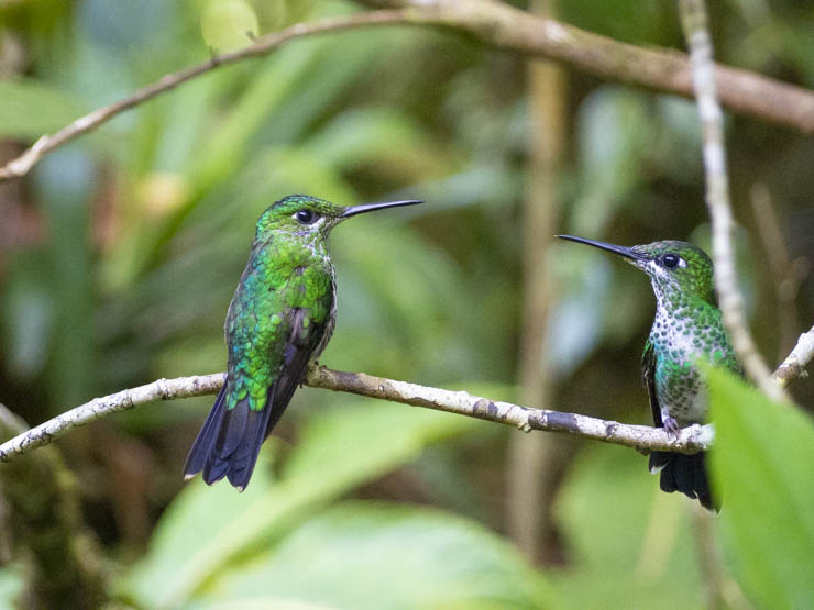 Colibrís posados en una rama