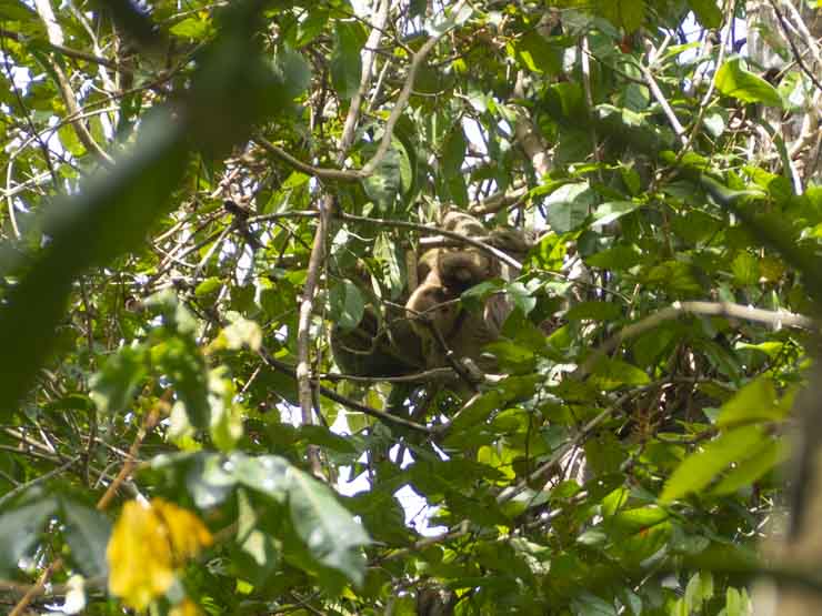 Perezosos en Manuel Antonio