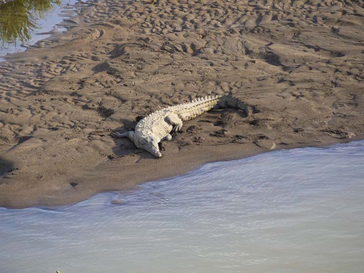 Cocodrilo bajo el puente del Río Tarcoles