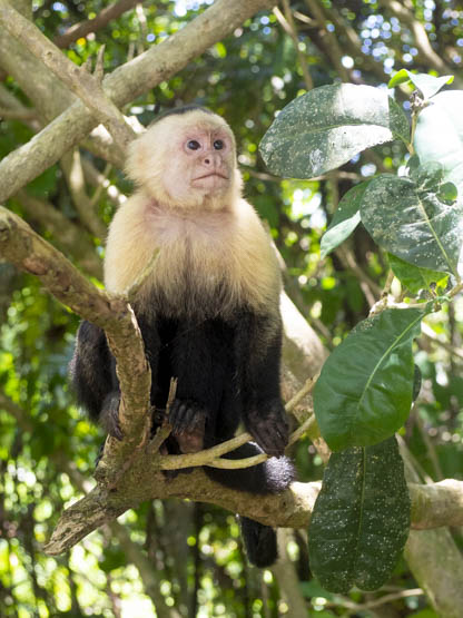 Animales del Parque Nacional Manuel Antonio