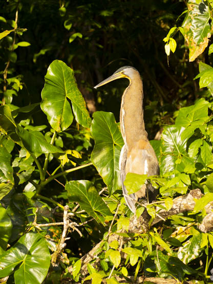 Tour canales de Tortuguero