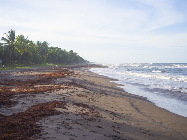 Playa de Tortuguero, dónde tiene lugar el desove de la tortuga