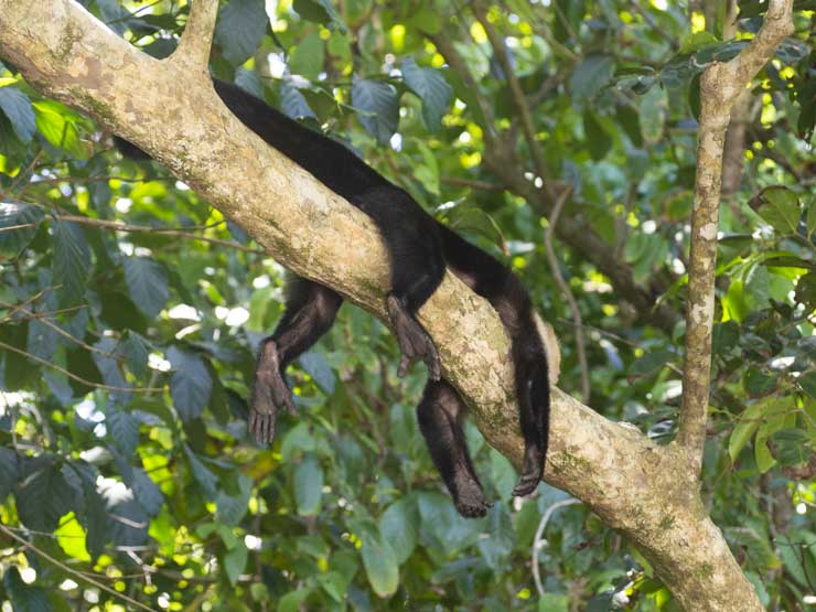 Que hacer en el Parque Nacional Manuel Antonio: entradas y precios
