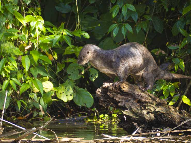 ¡Durante nuesta ruta por Tortuguero pudimos ver incluso una nutria!