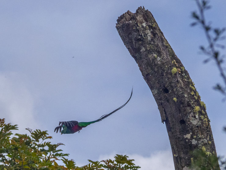 Un quetzal saliendo de su nido... ¡Impresionante!