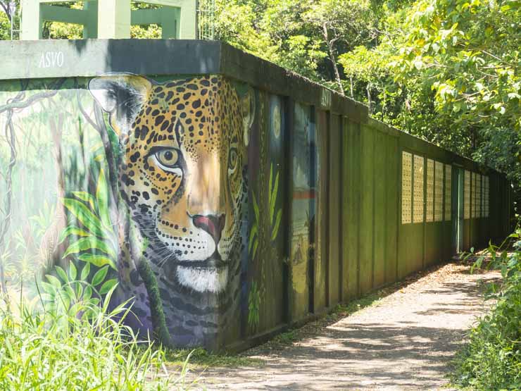Bifurcación del sendero Jaguar, Tortuguero