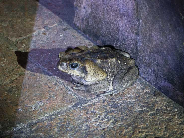 Sapo durante el tour nocturno por Tortuguero
