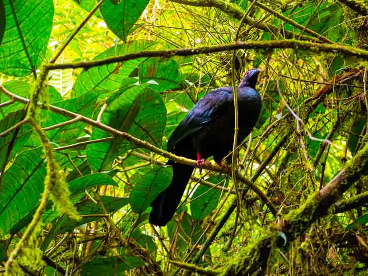 Una pava negra, un ave muy común en Monteverde