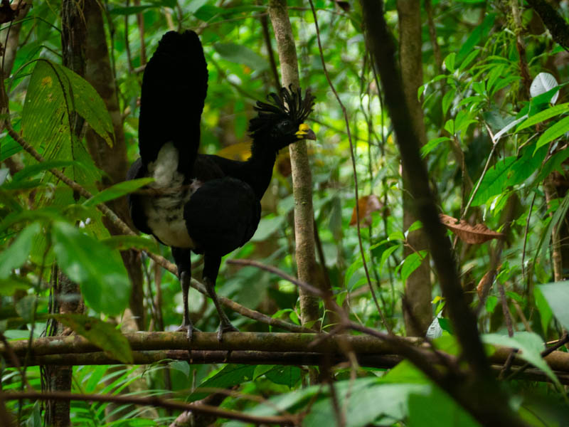 Animales en Parque Nacional Corcovado