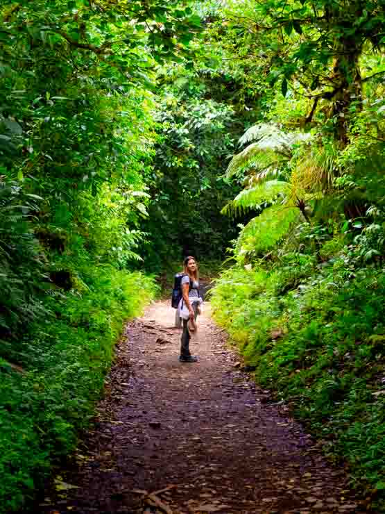 Bosque Nuboso de Monteverde