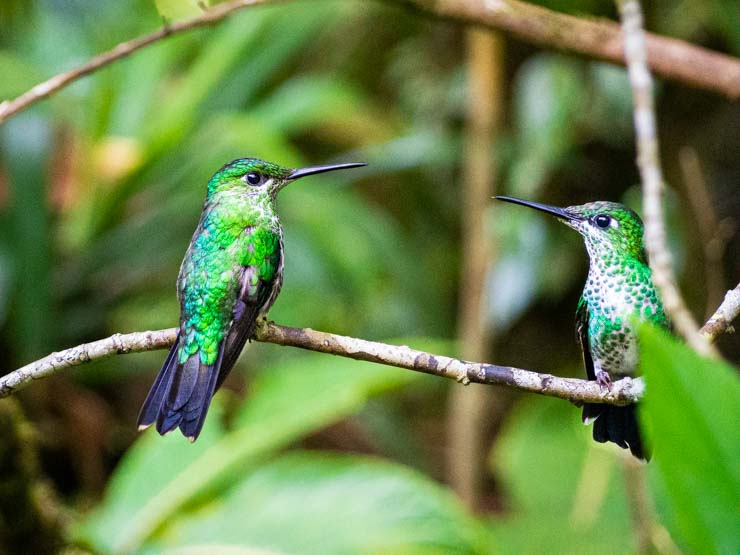 Colibríes en libertad, Monteverde