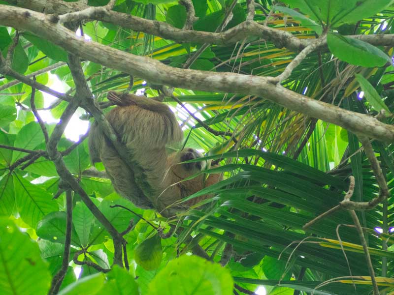 Puerto Viejo de Talamanca: perezoso