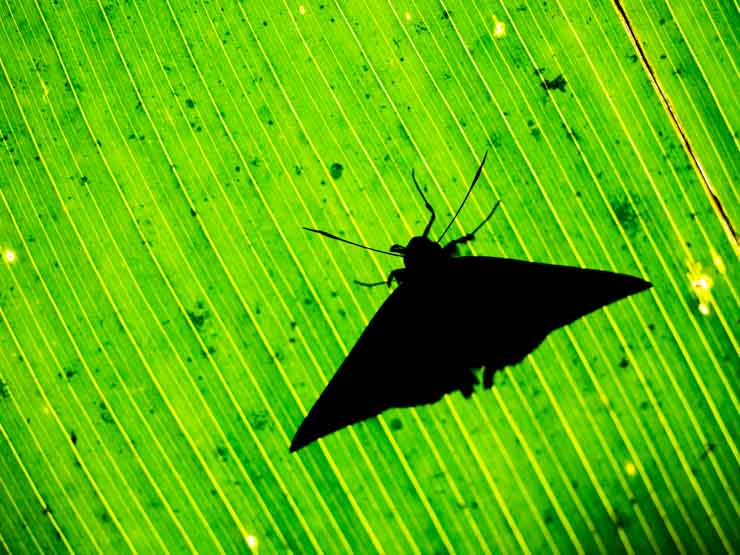 Cosas qué hacer en Monteverde y Santa Elena