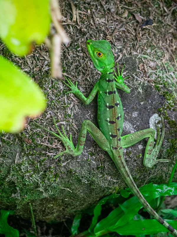 Un pequeño basilisco, muy común en la zona de Arenal