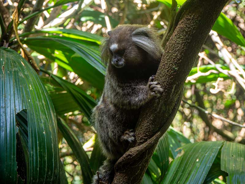 Un pequeño tico, muy común en algunas trilhas