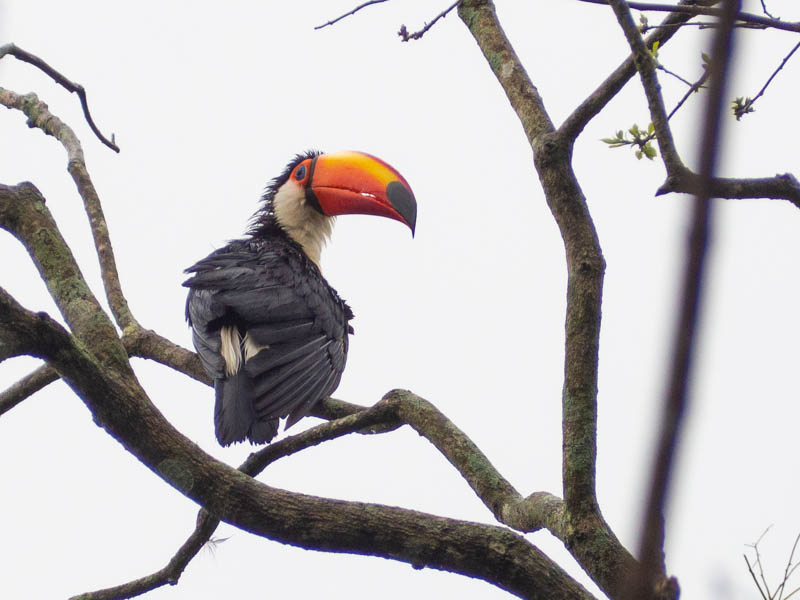 Parque Nacional Iguazú, que animales ver