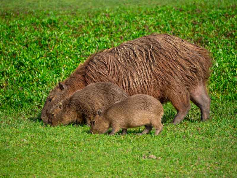 Capibaras del Parque Barigui