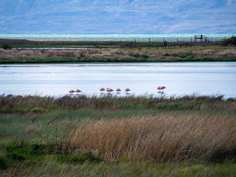 Reserva Laguna Nimez, El Calafate