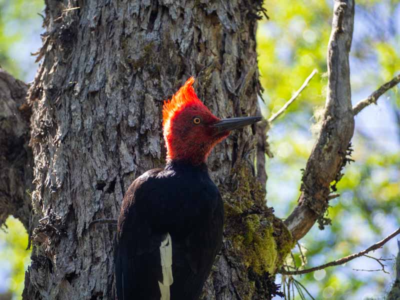 Fauna Patagonia Argentina