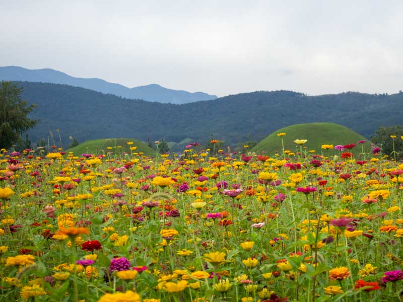 Gyeongju que ver