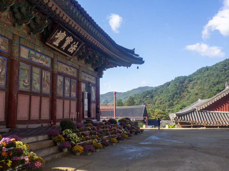20 días Corea del sur