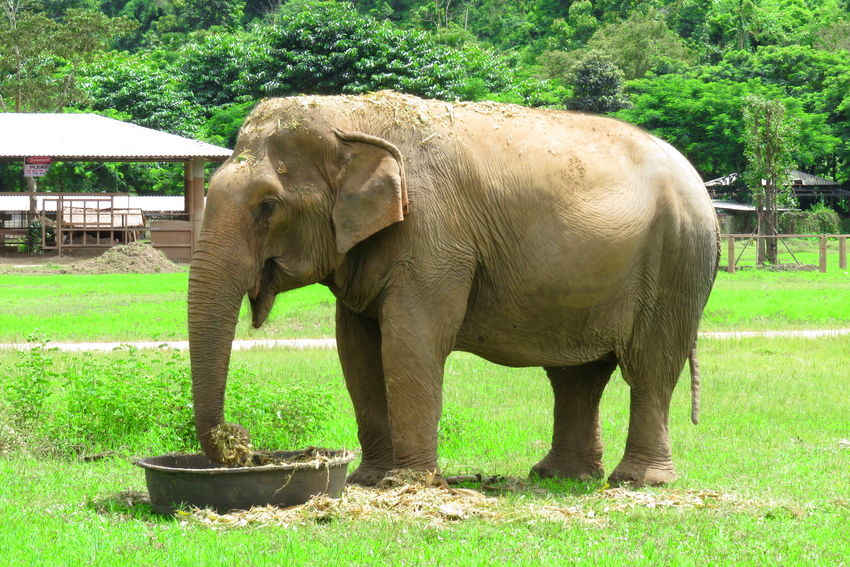 Santuario de elefantes, Chiang Mai