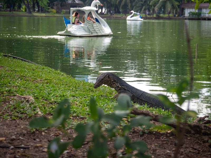 Varano en Lumphini Park