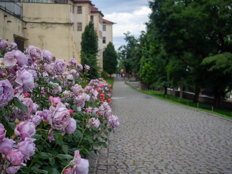 Jardines del Castillo de Praga